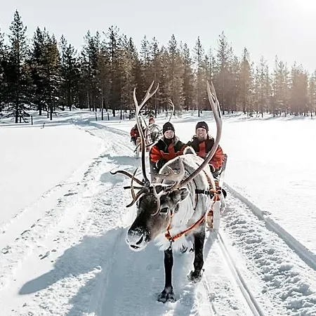 Lapland Bear's